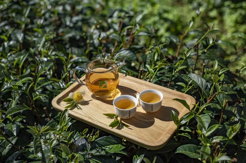 乌龙茶是中国六大茶类之一，为中国特有茶类，距今已有300多年的历史