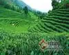 云县忙怀乡推进生态茶园建设，预计年末茶叶产值可达1400多万元