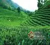 云县忙怀乡推进生态茶园建设，预计年末茶叶产值可达1400多万元