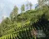 南涧县去年实现茶叶产值7亿多元