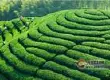 云南德宏州质监局走进企业  推介普洱茶地标