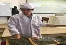 省级专家为广南县茶叶产业发展“听诊把脉”