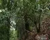 西双版纳南糯山：古茶树飘香致民富，生态家园共爱护
