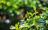 龙陵2017上半年茶产业：加工干茶4950吨，产值已达数千万