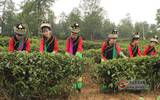 勐海县加大对古茶树资源保护力度