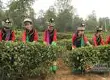 勐海县加大对古茶树资源保护力度