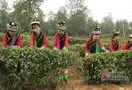 大理南涧10万余亩高山生态春茶开始采收