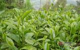 南涧县种茶历史悠久，2016年被评为全国十大生态产茶县