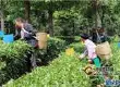 云南勐海：一片茶叶承载的发展足迹与希望