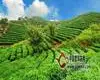 普洱市抓标准化体系，护航茶产业蓬勃发展