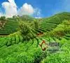 普洱市抓标准化体系，护航茶产业蓬勃发展