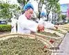 让普洱茶“金字招牌”更耀眼，普洱市2016年末实现综合产值203.4亿
