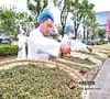 让普洱茶“金字招牌”更耀眼，普洱市2016年末实现综合产值203.4亿