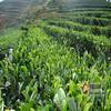 云南省茶产业发展行动方案