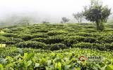 大理南涧多举措打造千亩劣质低效茶园，改造综合示范区