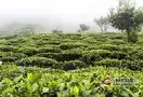 大理南涧多举措打造千亩劣质低效茶园，改造综合示范区