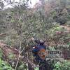 省级专家到广南采集野生古茶树样本，为后续茶树资源开发提供科学依据