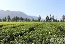 临沧茶叶毛茶产量、精制茶产量、平均亩产量稳居全省第一位