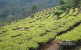 景东大朝山东镇茶农采茶忙，茶叶单项产值全年预计会超过3200万元