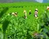 云南欲5年打造千亿茶产业，增加茶种植面积，规划新旅游路线