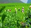云南欲5年打造千亿茶产业，增加茶种植面积，规划新旅游路线