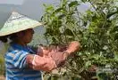 镇康马鞍山着力打造茶叶品牌，近年茶园面积达到3.506万亩，茶叶产值近2900多万元
