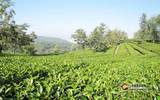 云南首个省级出口茶叶质量安全示范区通过验收