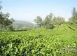 云南首个省级出口茶叶质量安全示范区通过验收