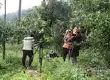 央视七套《聚焦三农》栏目组到勐龙勐宋古茶山进行专题采访报道
