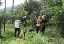 央视七套《聚焦三农》栏目组到勐龙勐宋古茶山进行专题采访报道