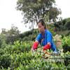 又到一年春茶季，贡茶之乡易武茶农开始大量采摘春茶