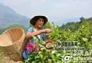 镇康县预计“十三五”期间实现茶叶总产量1万吨，综合产值达14亿元