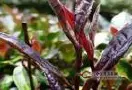 紫鹃为什么是普洱茶中的极品？