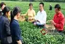 刘祥国：实干发展茶产业