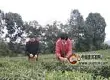 泸州：农家女返乡种有机茶 年入20万会算“增收帐”