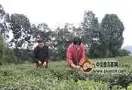 泸州：农家女返乡种有机茶 年入20万会算“增收帐”