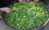 图解传统普洱茶的制作工艺