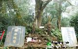 云南勐海县巴达贺松乡的“茶树之王”证实茶叶原产地之说