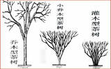普洱茶树的树型之说