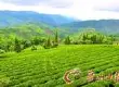 云南普洱：探秘普洱茶的发源地