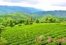 云南普洱：探秘普洱茶的发源地