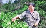 怒江州泸水县大力发展瓦姑茶产业