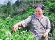 怒江州泸水县大力发展瓦姑茶产业