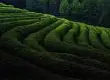 江北茶区气候产茶种类介绍