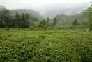 绿茶茶叶的生长环境