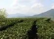 白茶产地区域分布”鼎是真正的中国白茶原产地“