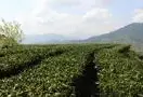 白茶产地区域分布”鼎是真正的中国白茶原产地“