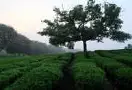 常见绿茶品种及原产地介绍