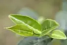 “单丛”是一株茶树吗？