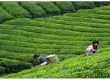500克绿茶需要采摘多少鲜叶？